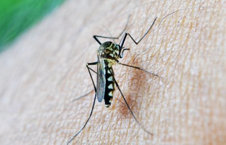 How Malaria Helped Shape Who We Are