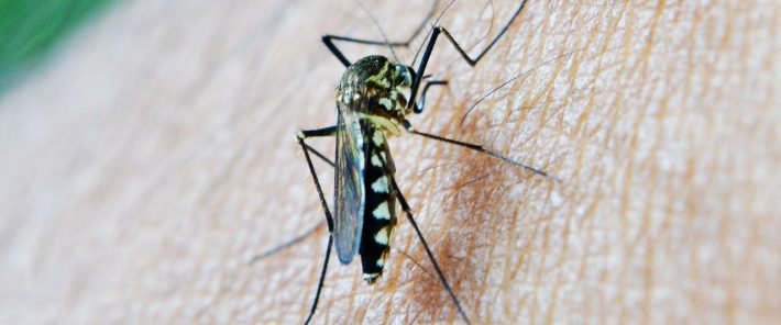 How Malaria Helped Shape Who We Are