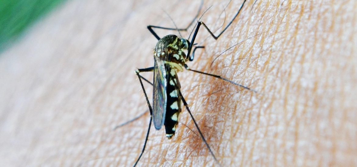 How Malaria Helped Shape Who We Are