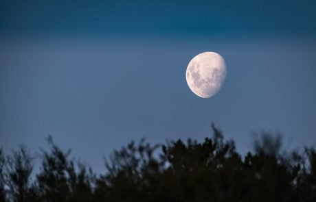 Nocturnal Birds Live by the Light of the Moon