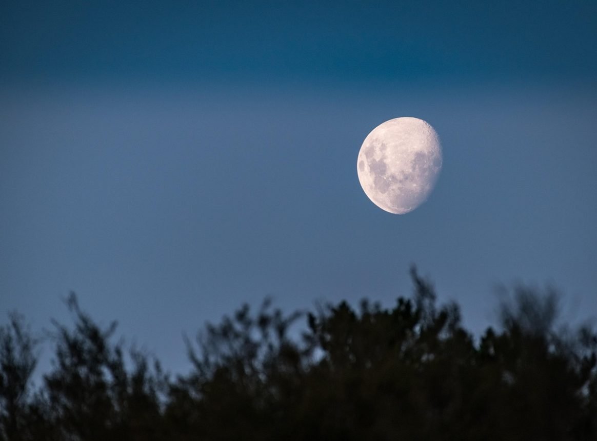 Nocturnal Birds Live by the Light of the Moon
