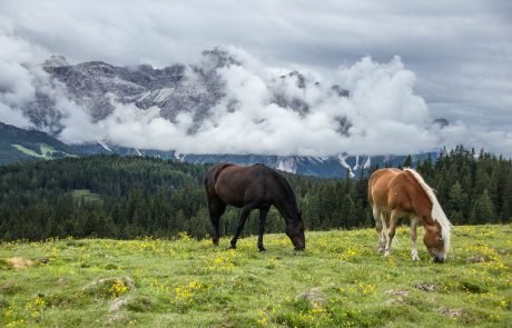 How the Horse Changed the World: A Story 6,000 Years in the Making
