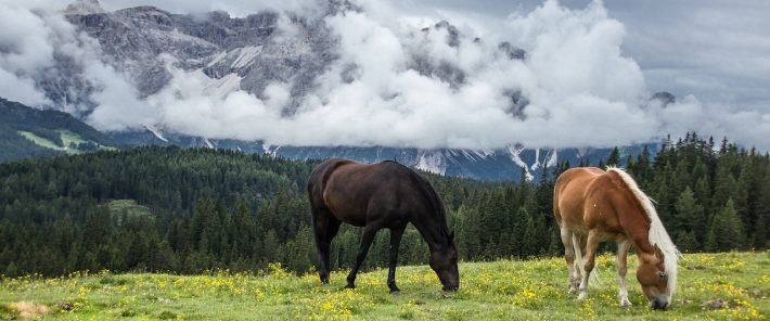How the Horse Changed the World: A Story 6,000 Years in the Making