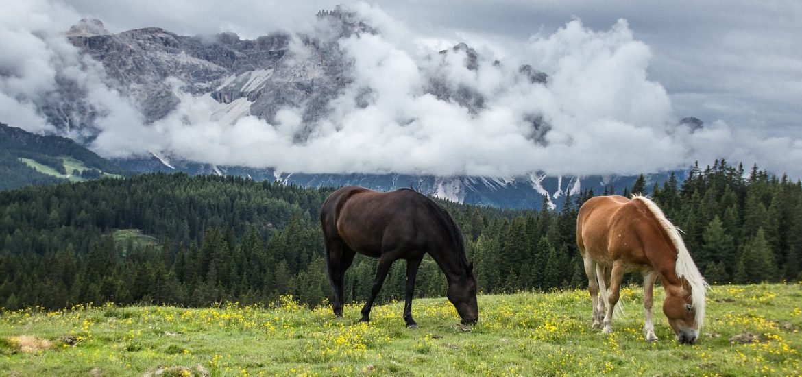 How the Horse Changed the World: A Story 6,000 Years in the Making