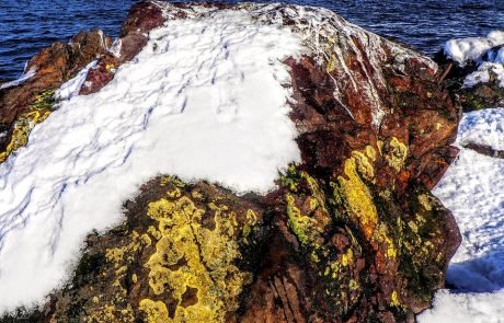 Arctic Lichens Are Bleaching And Climate Change Is to Blame