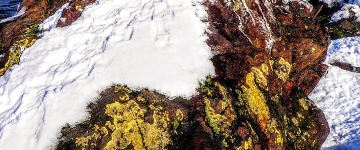 Arctic Lichens Are Bleaching And Climate Change Is to Blame
