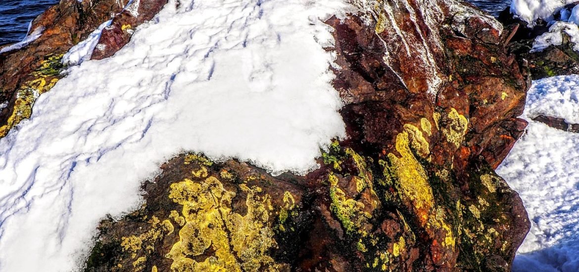 Arctic Lichens Are Bleaching And Climate Change Is to Blame