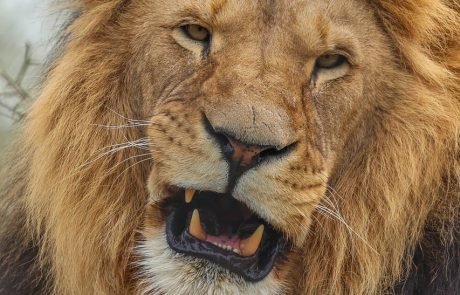 Ancient DNA reveals the cave lion was far stranger than we thought