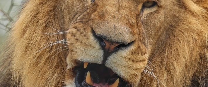 Ancient DNA reveals the cave lion was far stranger than we thought
