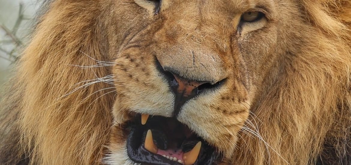 Ancient DNA reveals the cave lion was far stranger than we thought