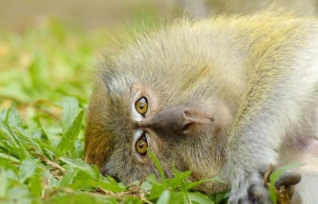 Using AI to help save wildlife