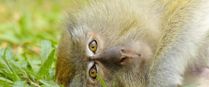 Using AI to help save wildlife