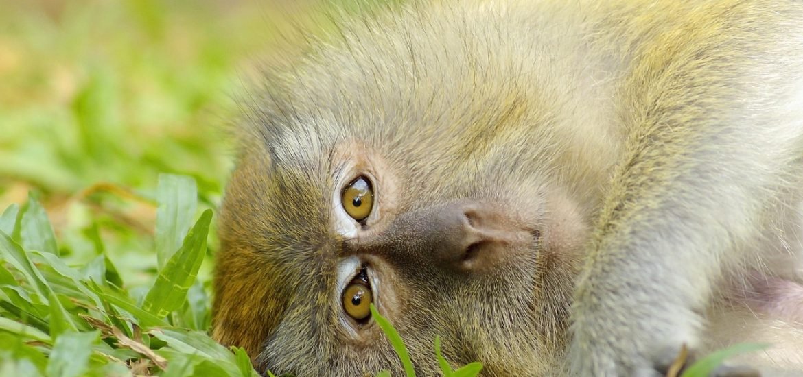 Using AI to help save wildlife