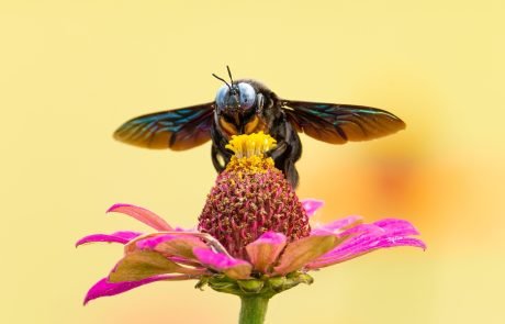 Europe Faces a Crisis If It Doesn’t Act to Save Its Pollinators