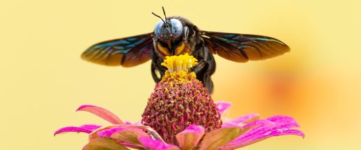 Europe Faces a Crisis If It Doesn’t Act to Save Its Pollinators