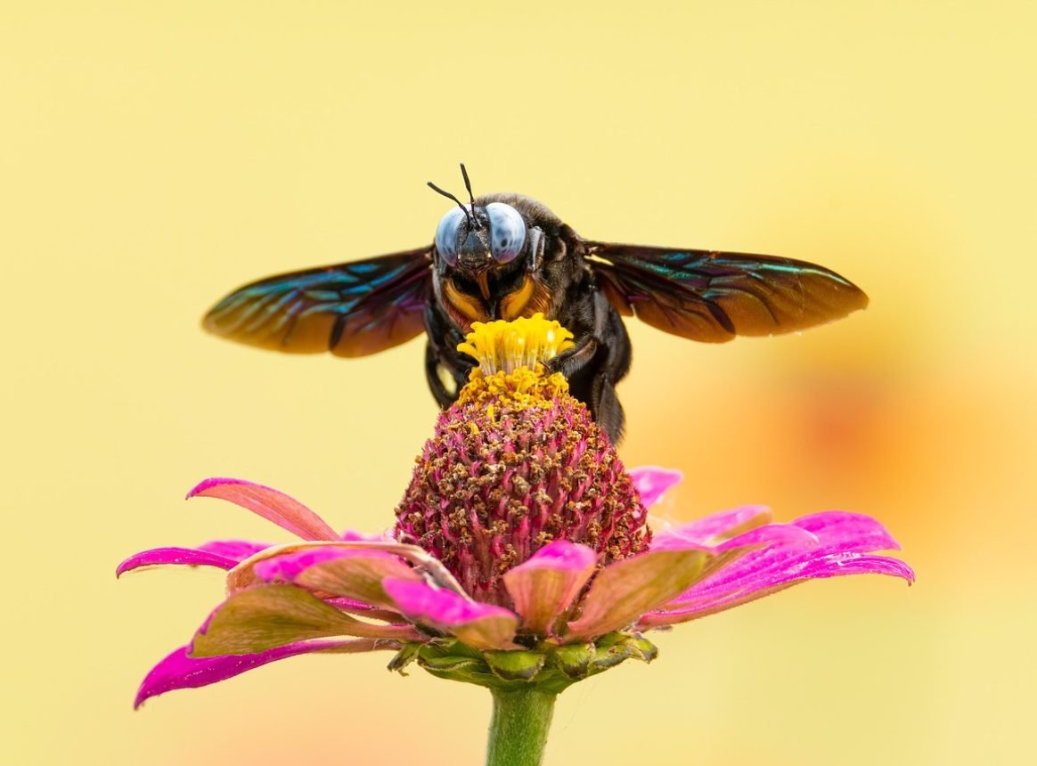 Europe Faces a Crisis If It Doesn’t Act to Save Its Pollinators