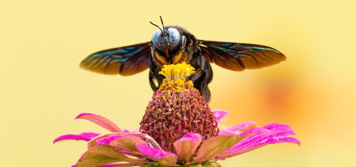 Europe Faces a Crisis If It Doesn’t Act to Save Its Pollinators