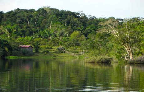 The Amazon’s Living Library of Plant Knowledge Is Disappearing Faster Than Expected
