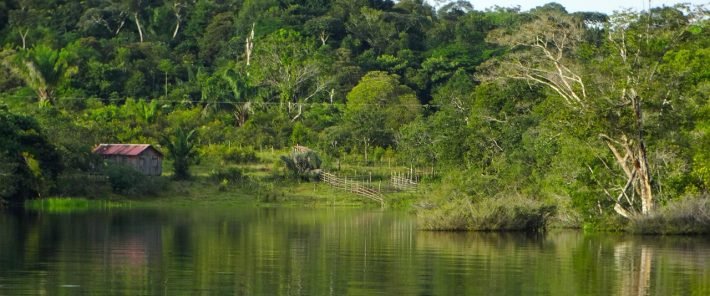 The Amazon’s Living Library of Plant Knowledge Is Disappearing Faster Than Expected