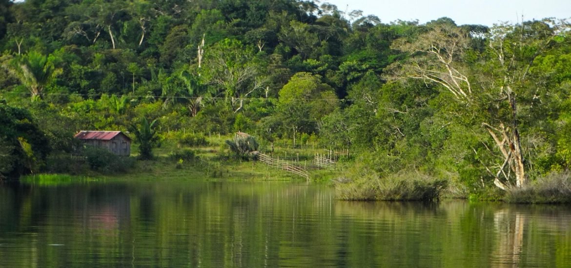 The Amazon’s Living Library of Plant Knowledge Is Disappearing Faster Than Expected