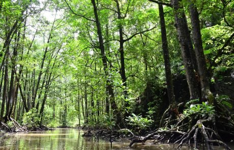 Global Cover of Mangroves Has Grown Over 40 Years But Some Countries Are Losing Fast