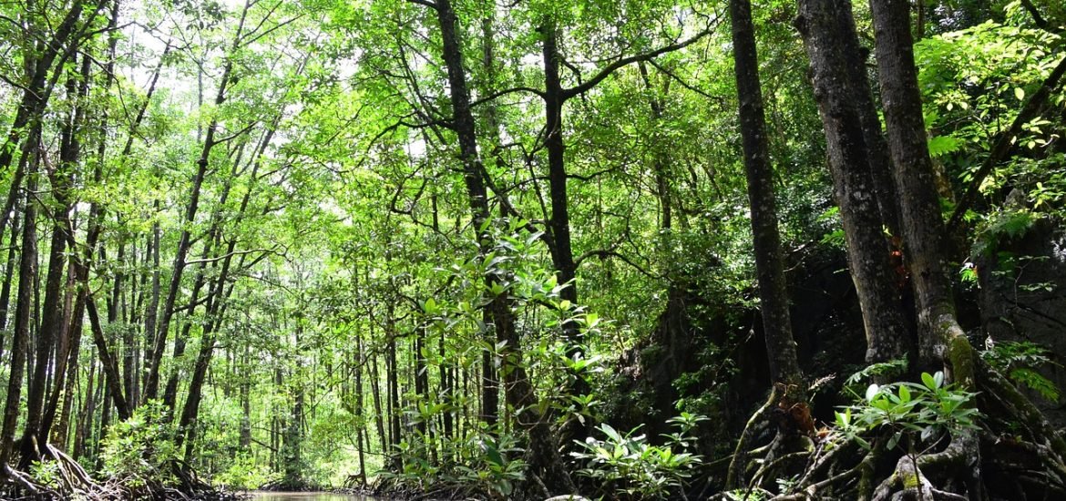 Global Cover of Mangroves Has Grown Over 40 Years But Some Countries Are Losing Fast