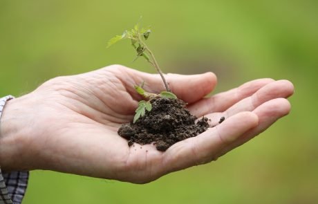In Europe, legislation (Not the Science) Drives the development of Gene-Edited Crops