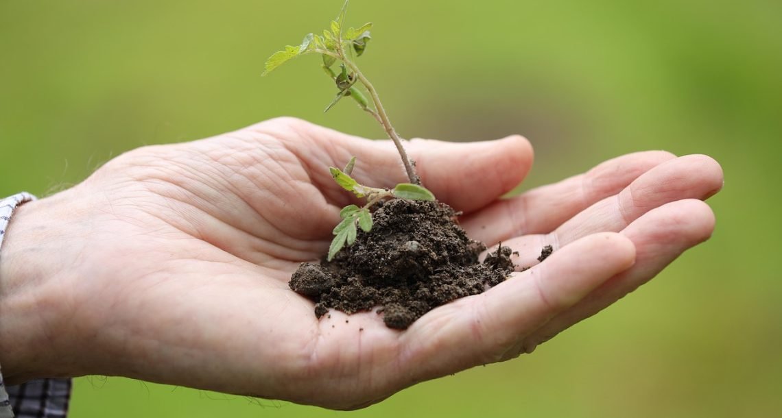 In Europe, legislation (Not the Science) Drives the development of Gene-Edited Crops