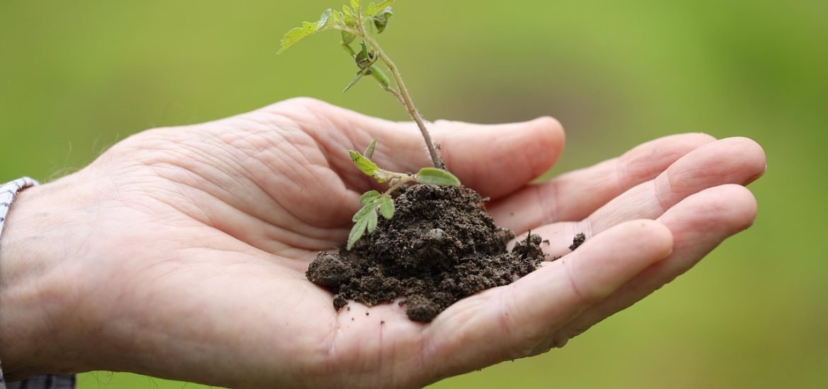 In Europe, legislation (Not the Science) Drives the development of Gene-Edited Crops