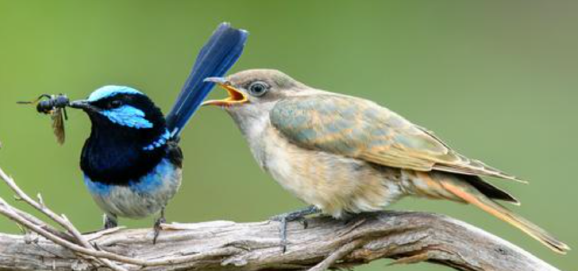 Was zum Kuckuck? Tiere werden Wirtsvögeln immer ähnlicher