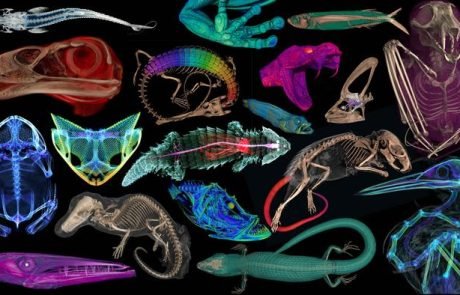 Faszinierende Einblicke in die Naturgeschichte: Tausende von 3D-Modellen jetzt kostenlos zugänglich