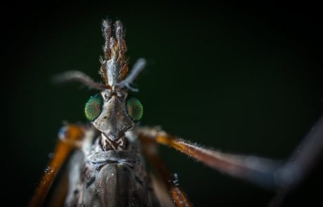 Gentechnik von Pflanzen trägt zur Malariabekämpfung bei