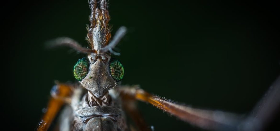 Genetic engineering of plants contributes to the fight against malaria