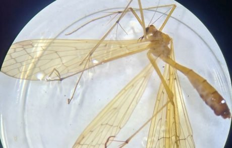 Forscher entdecken Insektenart, die seit 130 Jahren als ausgestorben galt