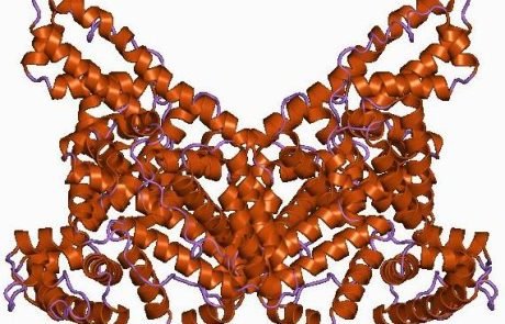 L’albumine, barrière naturelle contre une infection fongique mortelle