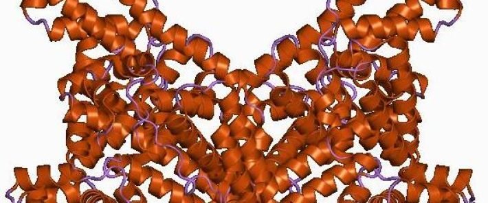 L’albumine, barrière naturelle contre une infection fongique mortelle