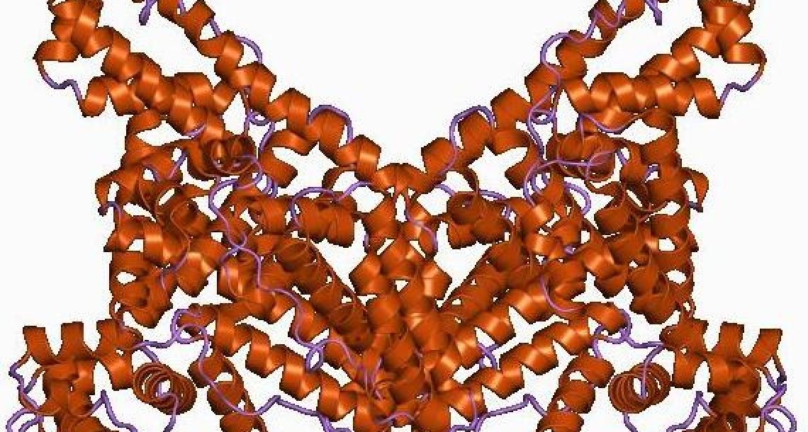 L’albumine, barrière naturelle contre une infection fongique mortelle