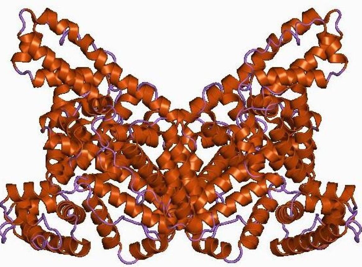 L’albumine, barrière naturelle contre une infection fongique mortelle