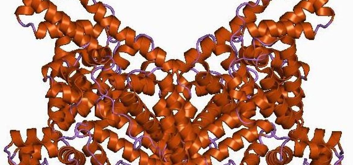 L’albumine, barrière naturelle contre une infection fongique mortelle