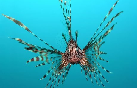 Preventing extinctions is too important to rule out genetic engineering 