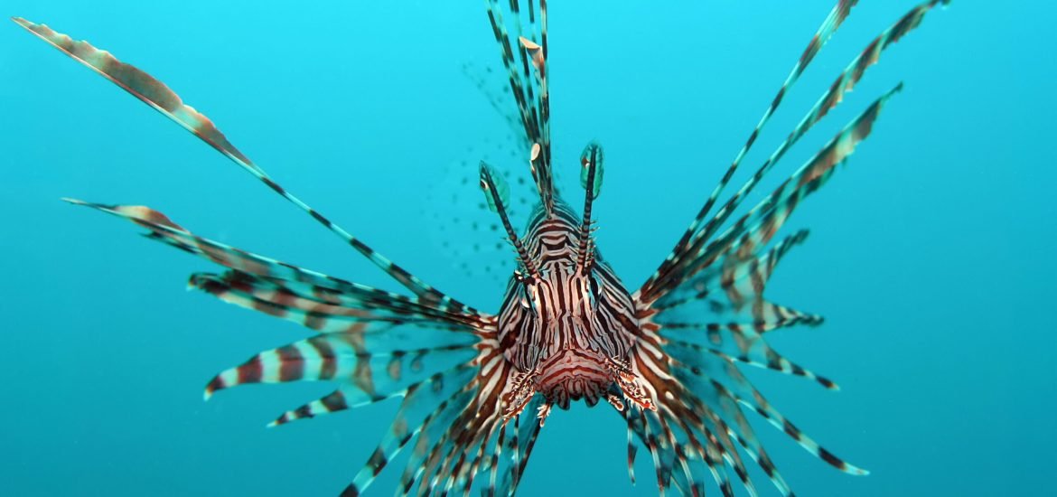Preventing extinctions is too important to rule out genetic engineering 