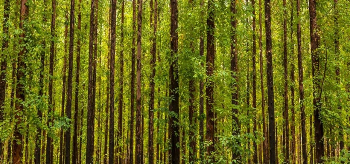 Sustainable forestry organisations should lift ban on GM trees, scientists say