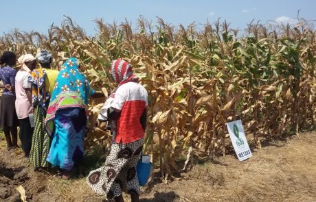 GM Maize in Nigeria, One Year On: Learnings from the TELA Maize Project