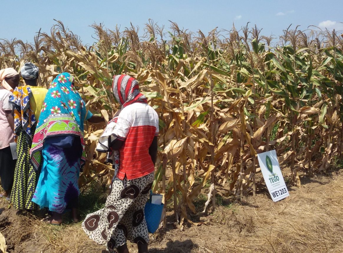 GM Maize in Nigeria, One Year On: Learnings from the TELA Maize Project