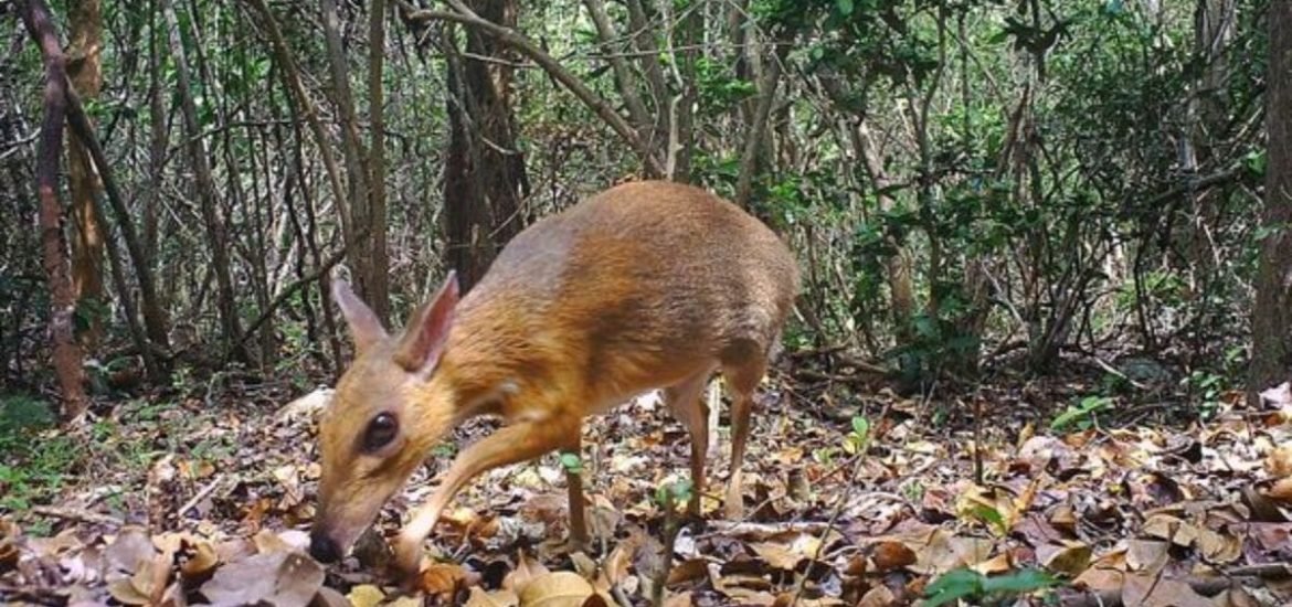 Small deer-like chevrotain ‘rediscovered’ in Vietnam