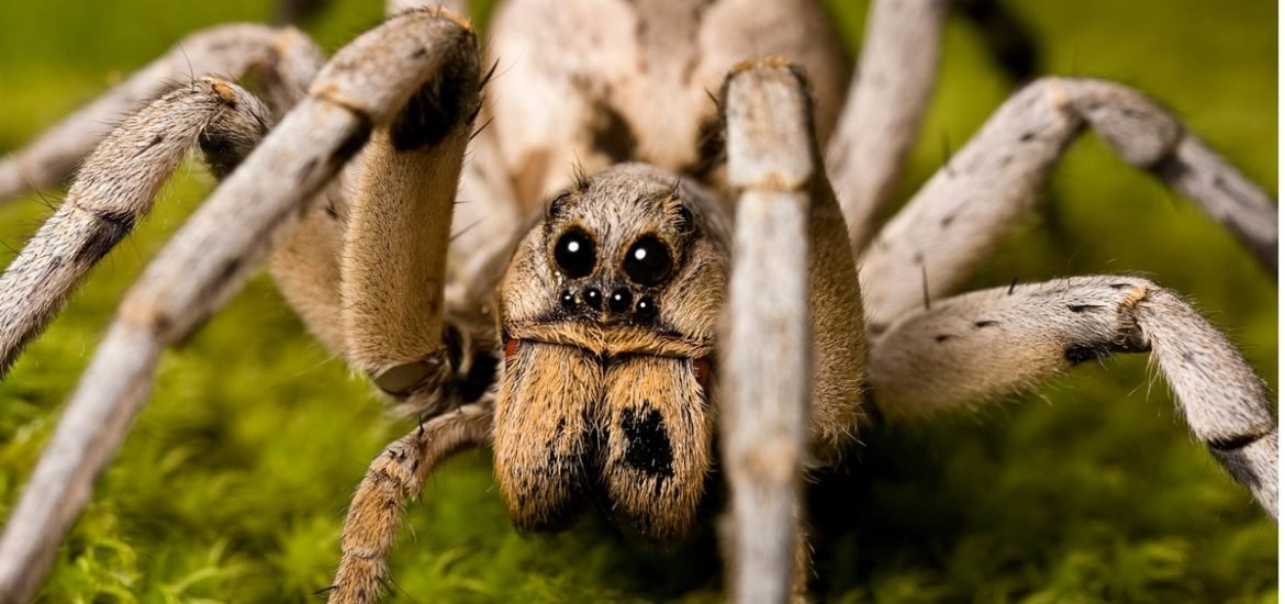 The little spider that could: the tiny wolf spider may be helping to keep the Arctic region cooler