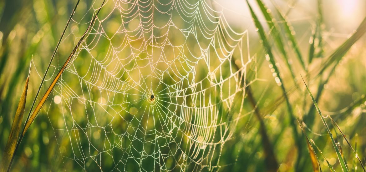 Scientists create ‘super wood’ stronger than spider silk