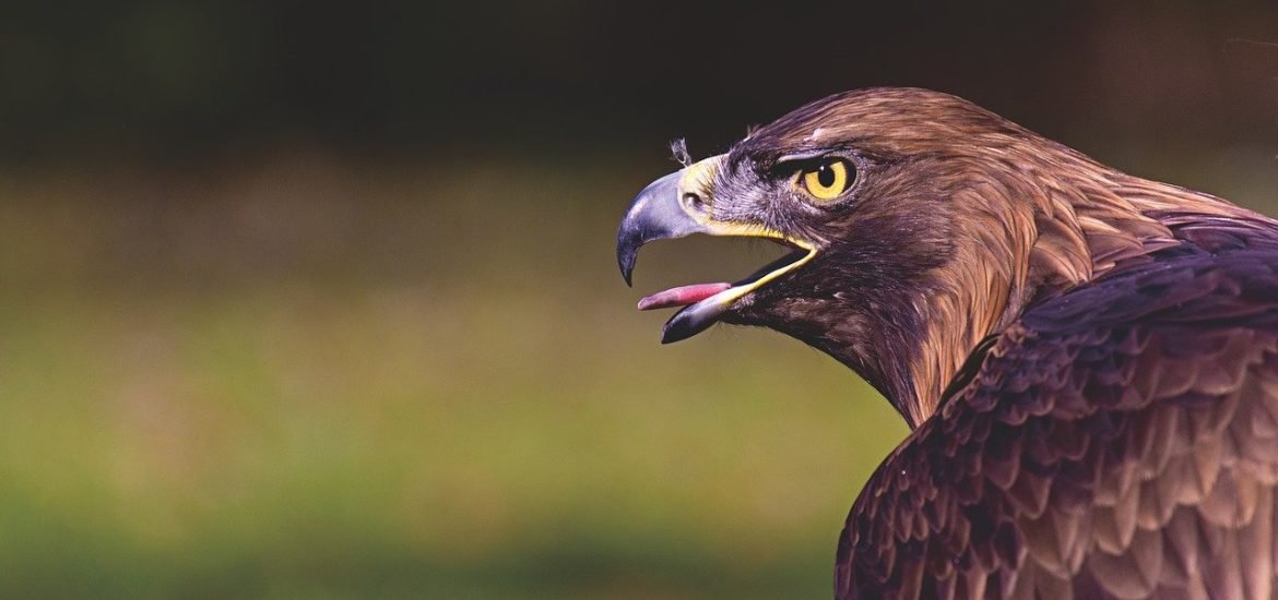 Vergiftungen durch Medikamente und Pestizide bedrohen Greifvogel-Bestand