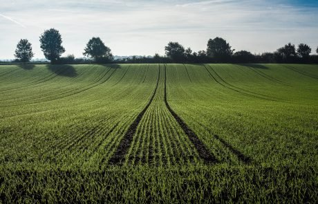 Herbicide resistant weeds threaten UK agriculture, study warns