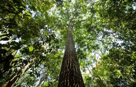 Huge study reveals why trees in the Amazon die